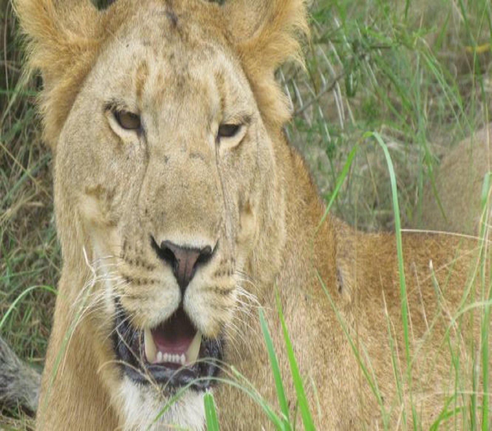 Safari holiday